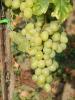 Click for 2 image(s) for this accession. Fruit